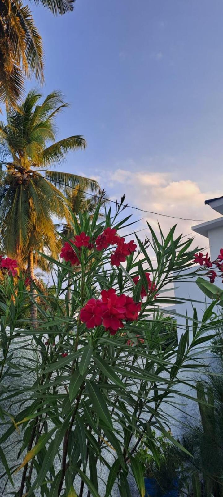 Anjo Maumere Hotel & Restaurant Exterior photo